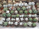 Grup Astrophytum