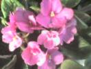 VIOLETA CICLAM