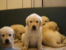 Labrador_retriever