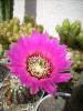 Echinocereus reichenbachii v. perbelus - floare