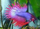 Betta%20splendens