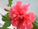 hibiscus ciclam