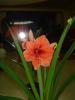 AMARYLLIS