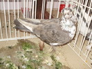 botosani 31