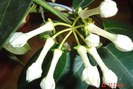 iasomia de camera