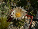 coryphantha_sp.km15