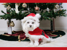 12_christmaspup1024-87182
