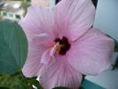 Cairo Pink