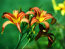 flower001