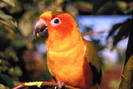 papagali 1