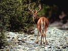 webshots331