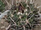 Echinofossulocactus