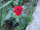 DSC09476