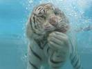 tiger underwater 8