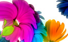 Colorful--Flowers