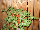 DSC09811