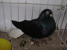 negru ca 1