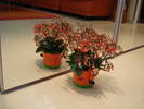 KALANCHOE