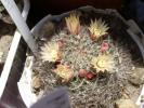Mammillaria ( Cris )