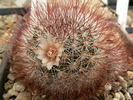 mammillaria_marcosii_fl