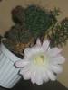 Echinopsis hb -  iulie 2009