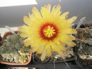 Astrophytum senile - floare