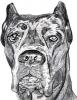 Cane Corso francesca