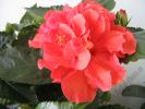 Hibiscus Toledo 1