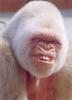 monkey_smile