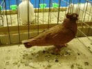 11059b br 1