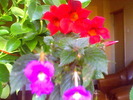 Picture 007