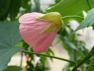 abuti roz - floare abia deschisa