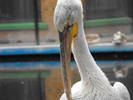 Pelican 4