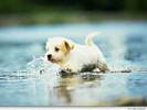 Puppy-3-dogs-1993801-1024-768[1]