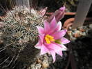 Mammillaria capensis - 11.06