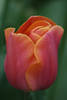 Apricot impression