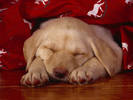 PUP05RK006006