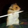 hamster-poze-haioase-ascutitori-150x150[1]