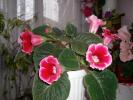 Flori-2008 002