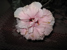 hibiscum