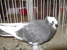 Picture 064