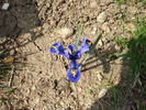 Iris reticulata Harmony (2009, March 31)