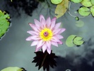water_flower-1024x768