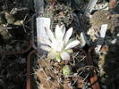 Gymnocalycium anisitsii 05.06