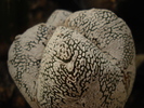 Astrophytum myriostigma Onzuka