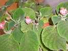 KOHLERIA