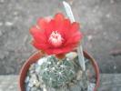 floare de Gymno
