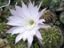 Echinopsis multiplex