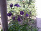 caldarusa aquilegia