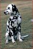 dalmatian1